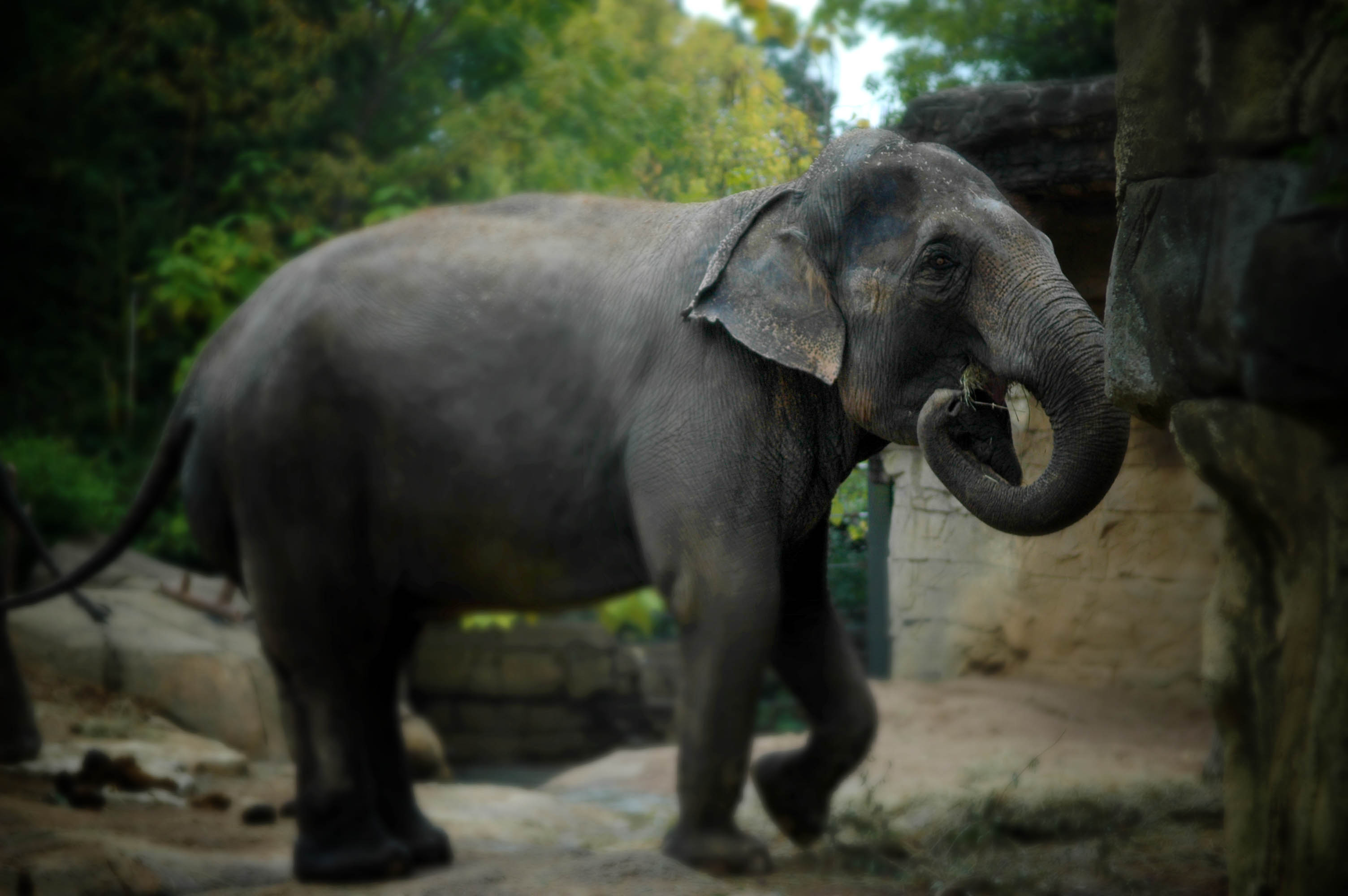 St. Louis Zoo One Government Drive St. Louis, MO 63110