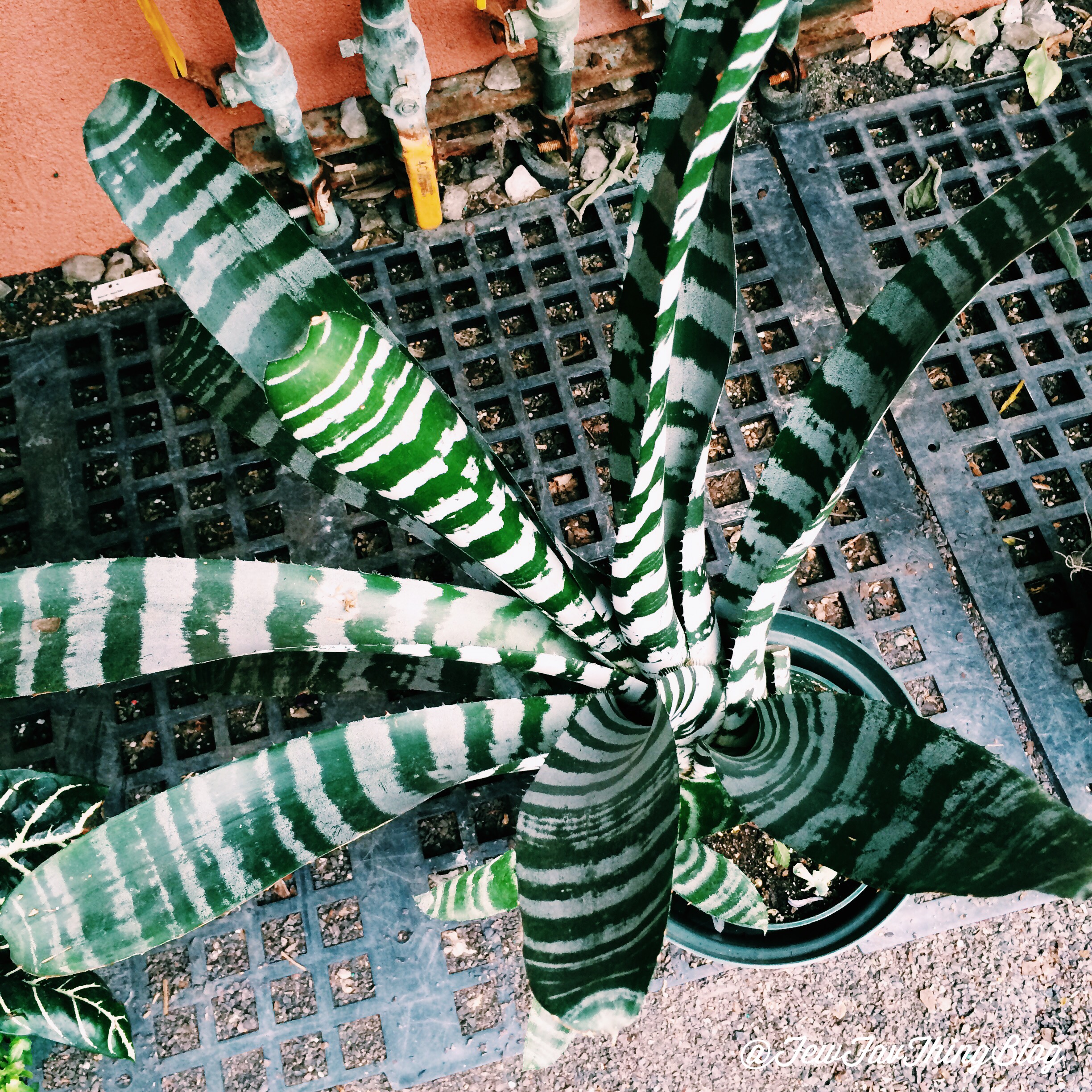 Bowood & Cafe Osage in St. Louis, MO