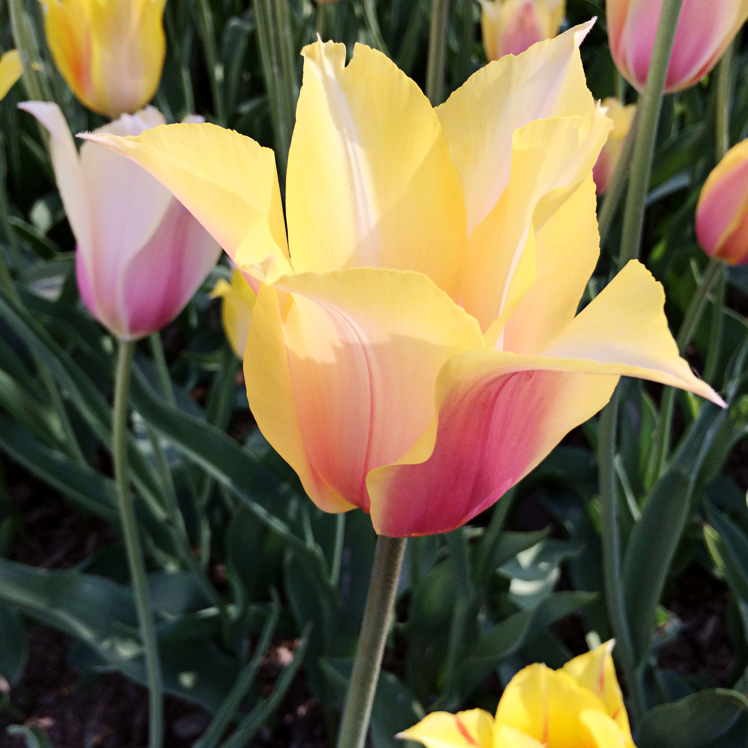 New York City Architecture