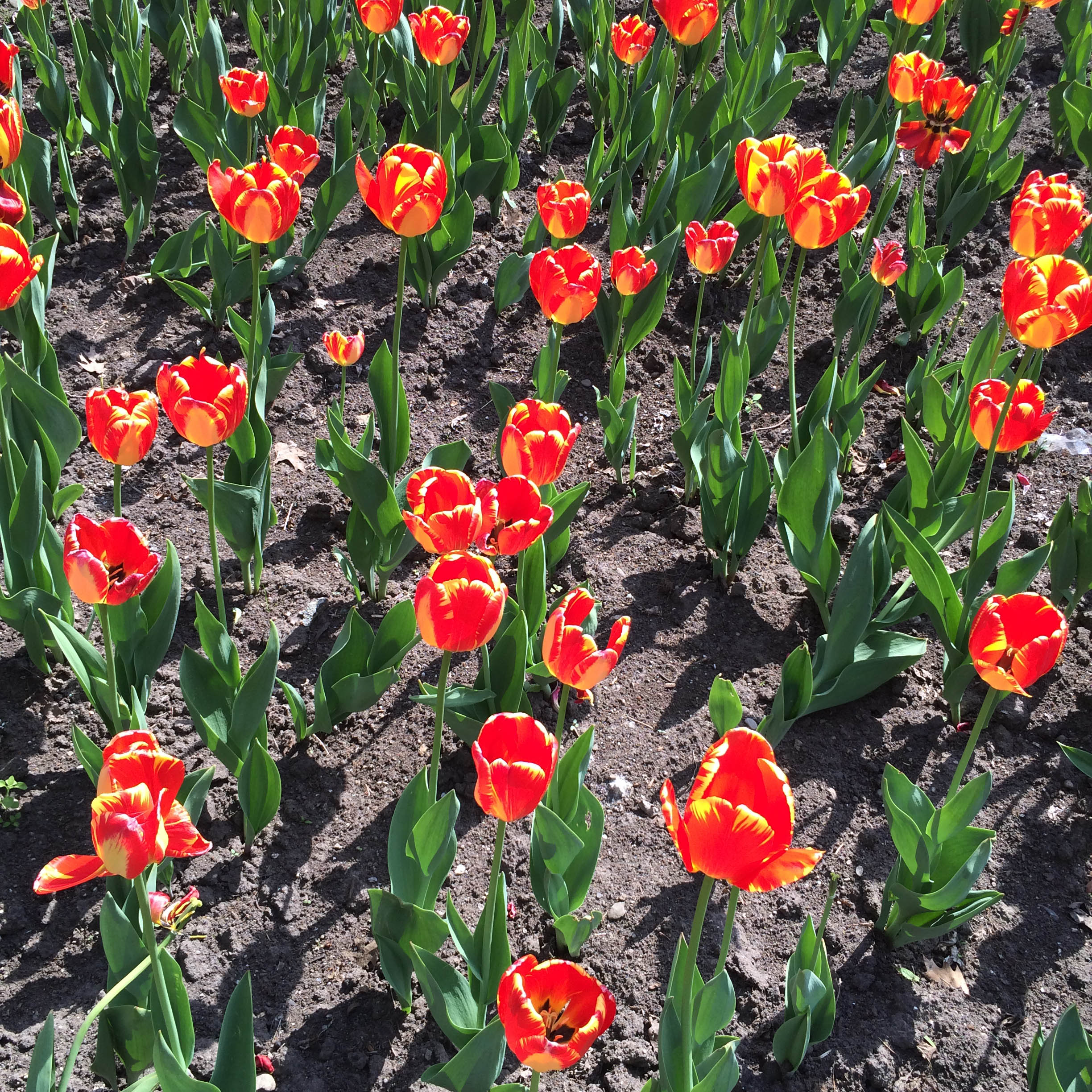Tulips Toronto