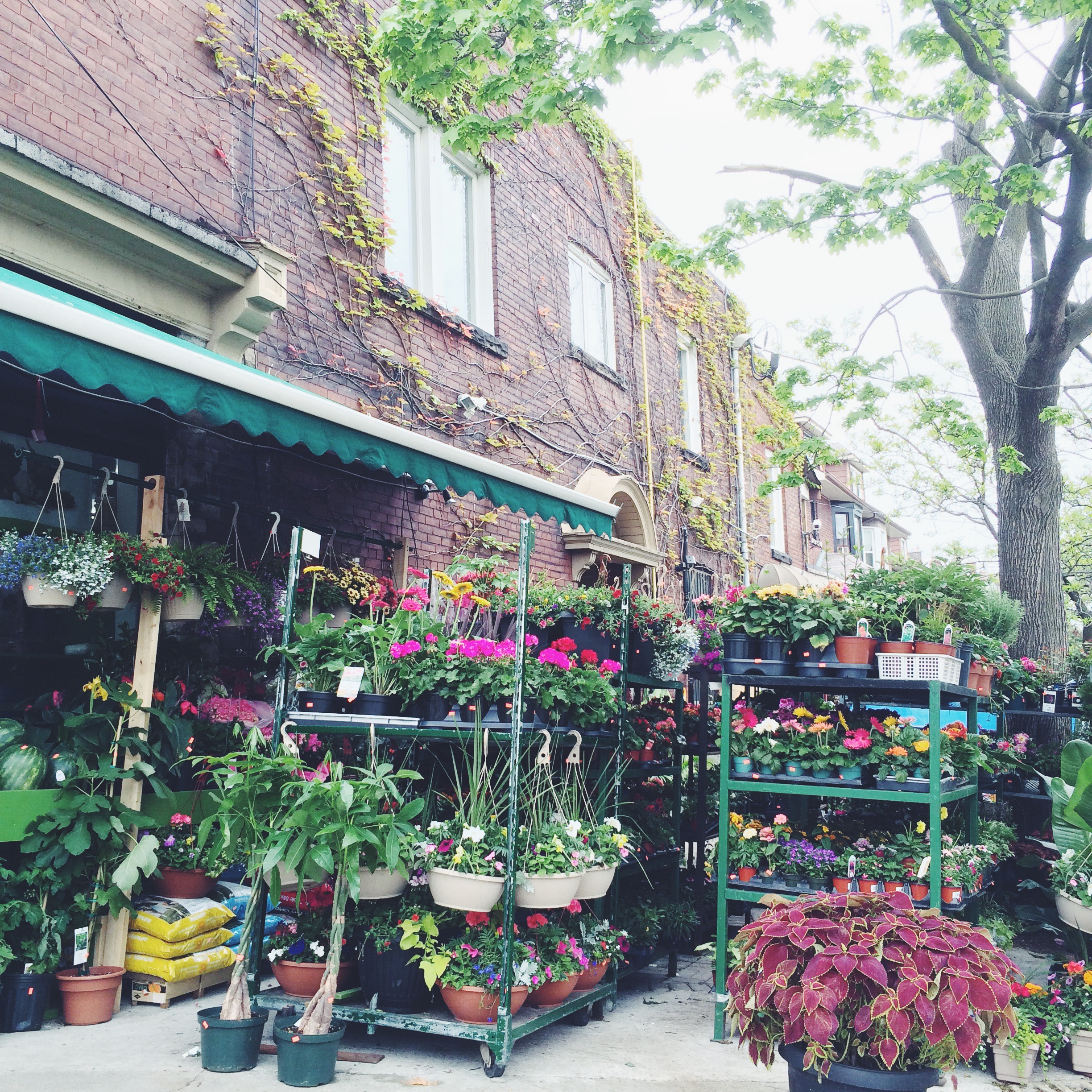 Little Italy Toronto