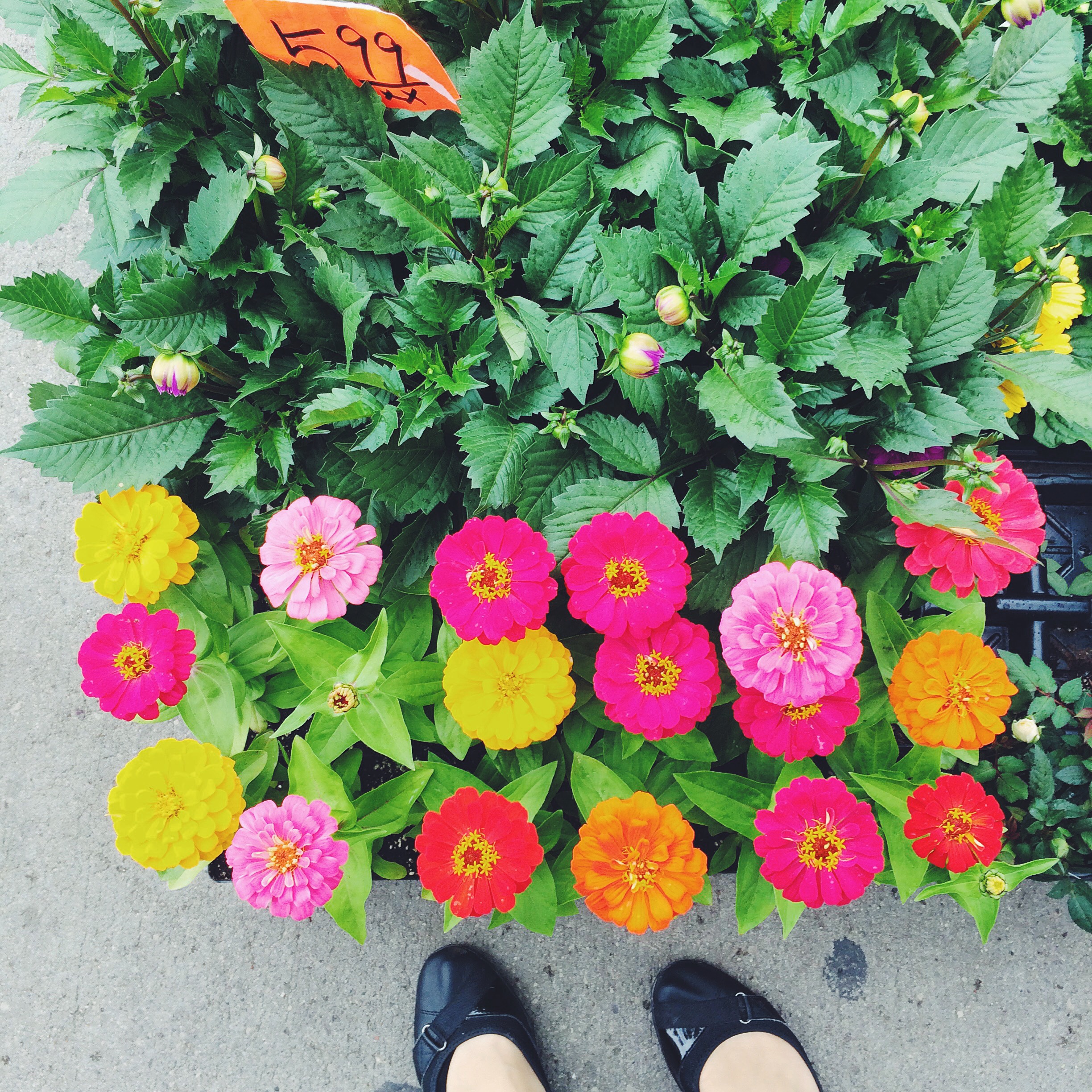 Little Italy Toronto