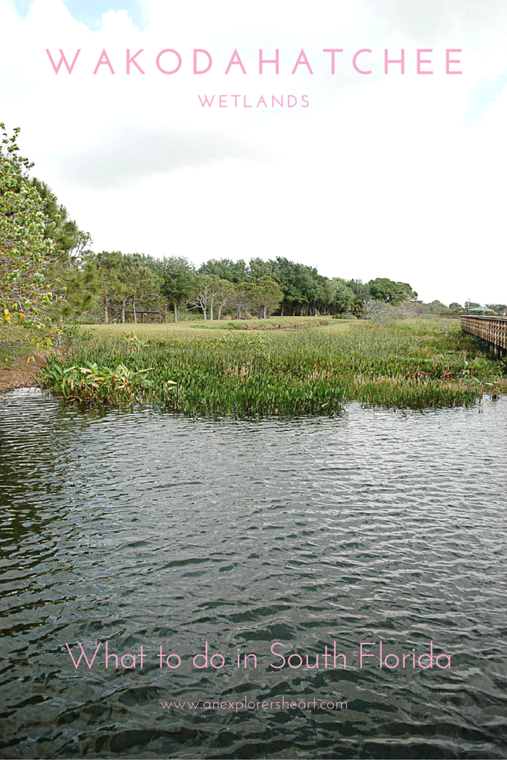 Wakodahatchee Wetlands in Delray Beach, Florida offers a tourist activity or great family activity other than the beach.